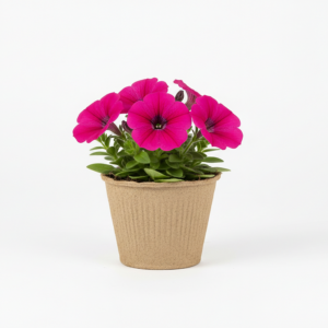 Sweetunia Rose Gem zamów dzisiaj