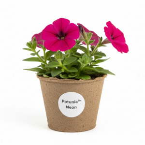 Potunia Neon sadzonka sklep z sadzonkami