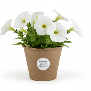 Petunia Capella White sadzona sklep z sadzonkami