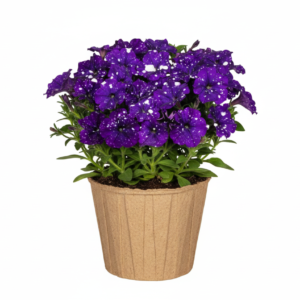 Sweetunia Sparkling Blue Surprise