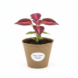 Coleus Down Town Royalty sadzonka rośliny sklep z sadzonkami będzie sadzone