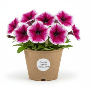 Petunia Capella Fuchsia będzie sadzone sklep z sadzonkami