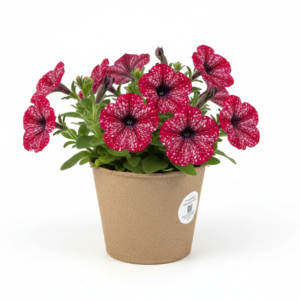 Sweetunia Sparkling Red sadzonka