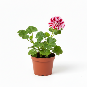 Pelargonia Bluszczolistna sadzonka